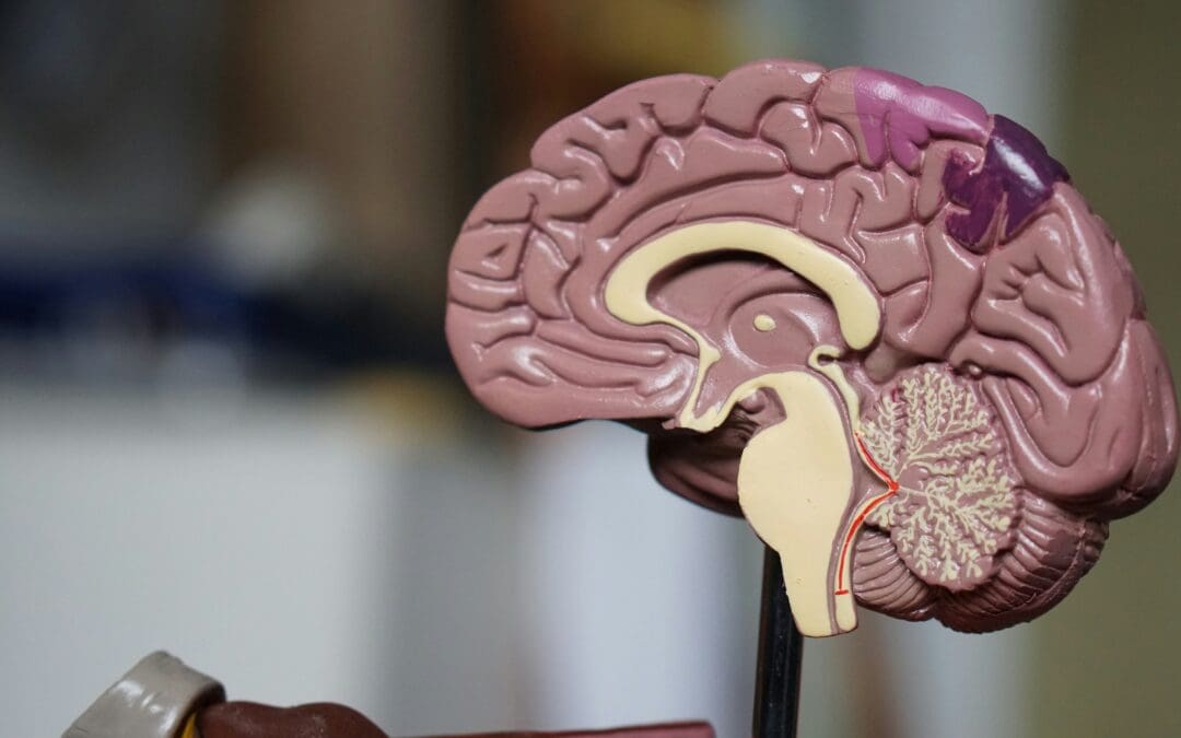 Brain changes may help explain alcohol addiction recovery, study finds