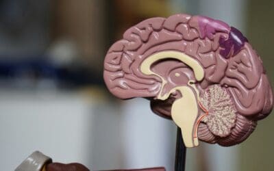 Brain changes may help explain alcohol addiction recovery, study finds