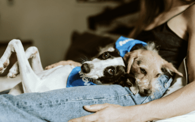 ‘Dogs don’t judge or criticise people’: Why NHS hospitals are turning to animal therapy