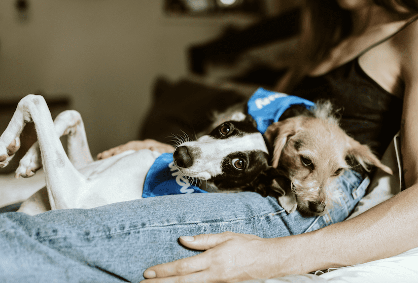 ‘Dogs don’t judge or criticise people’: Why NHS hospitals are turning to animal therapy